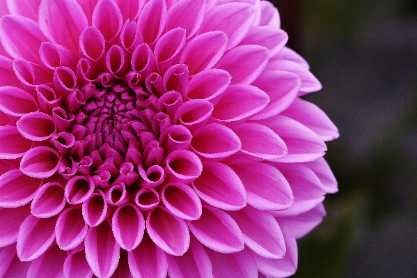 Blossom plant flower petal Photo