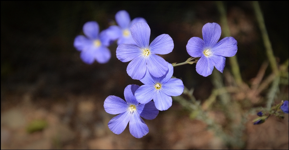 Natura fiore pianta petalo