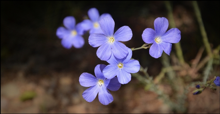 Nature blossom plant flower Photo