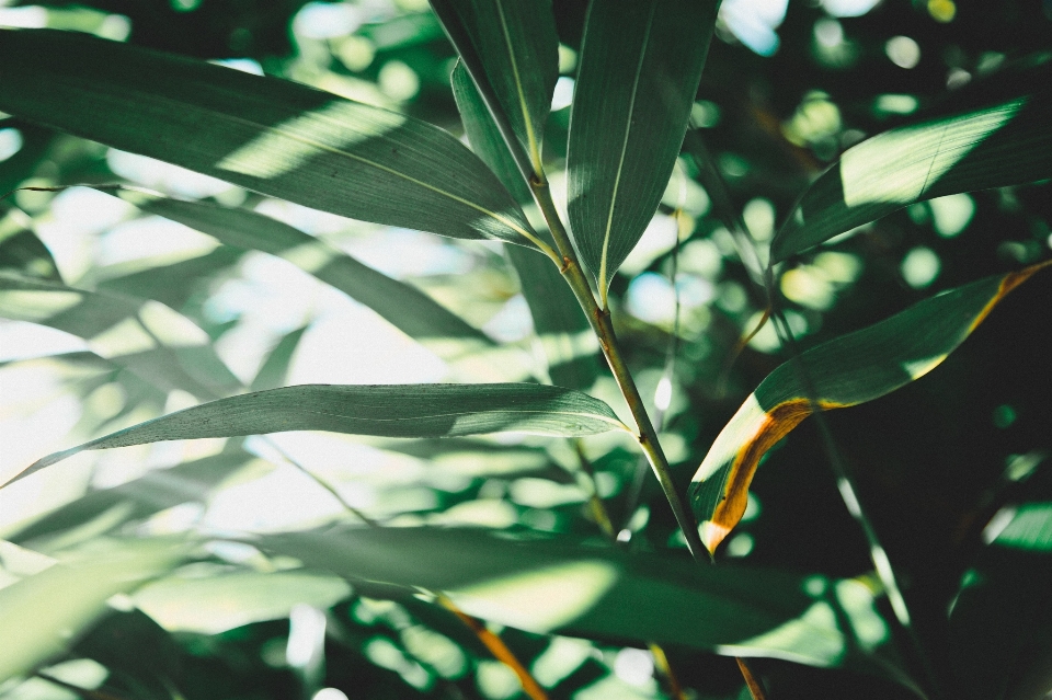 Baum natur gras zweig