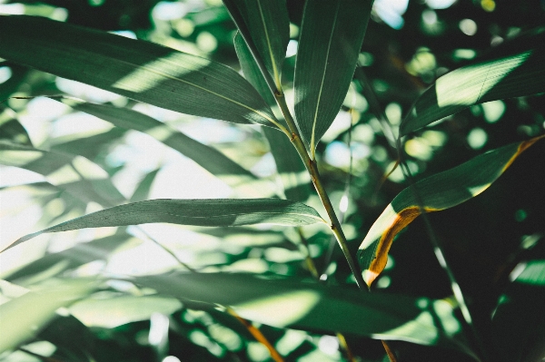 Tree nature grass branch Photo