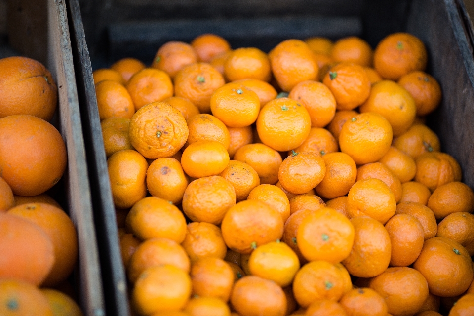 Anlage frucht orange essen