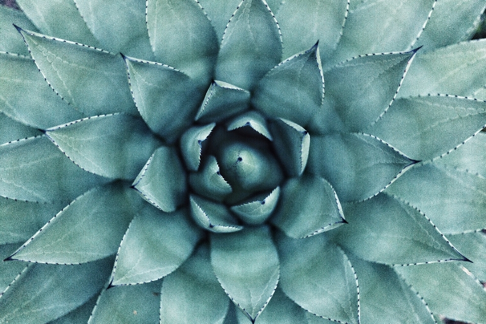 Plant leaf flower petal