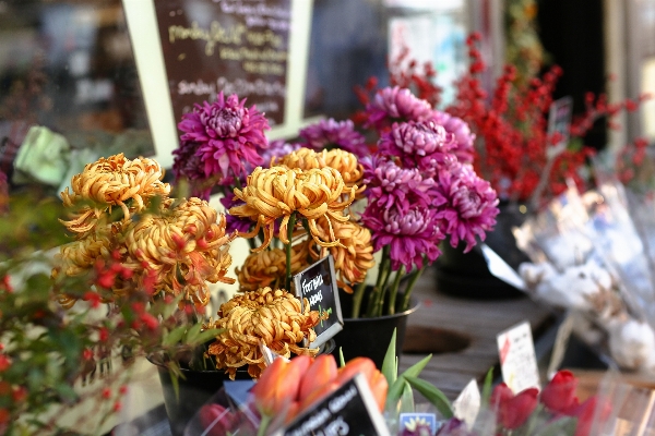 Photo Usine fleur floraison bouquet