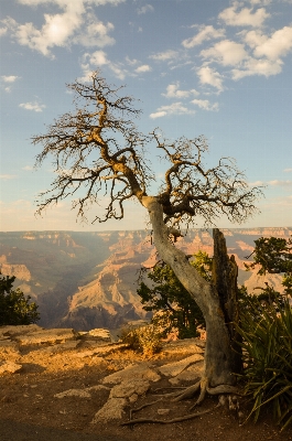 風景 木 自然 rock 写真