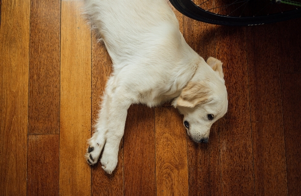 Foto Kayu putih lantai anak anjing