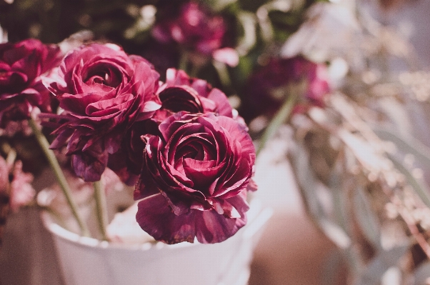 Blossom plant flower purple Photo