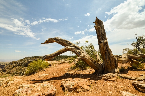 風景 木 自然 rock 写真