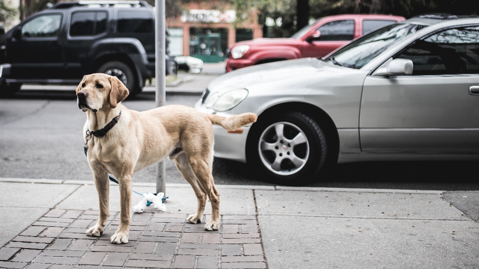 街 車 犬 都市