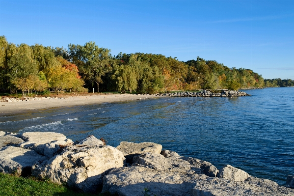 Landscape sea coast tree Photo