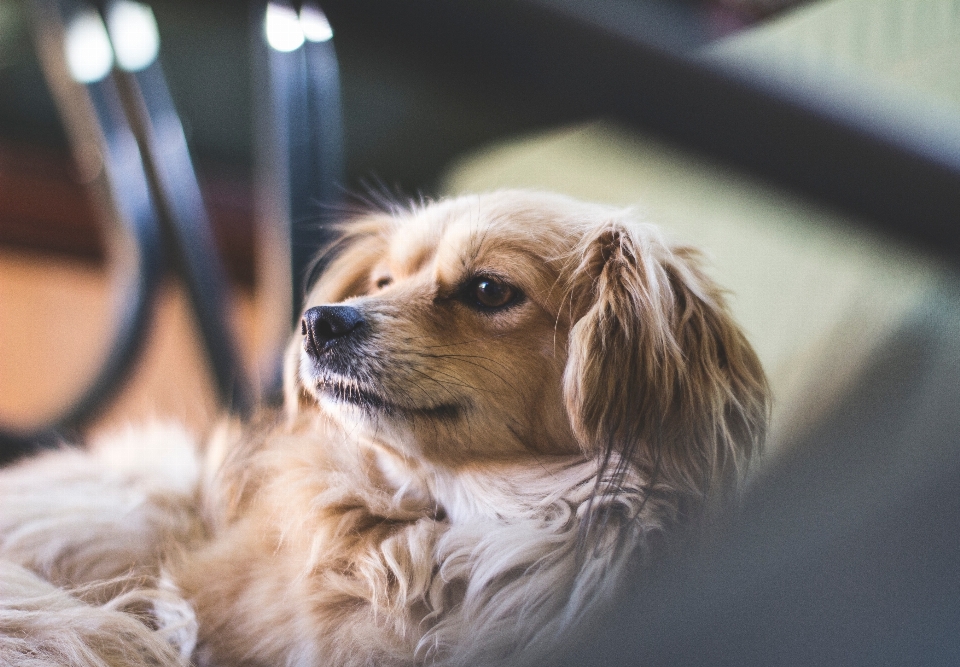 子犬 犬 動物 犬歯
