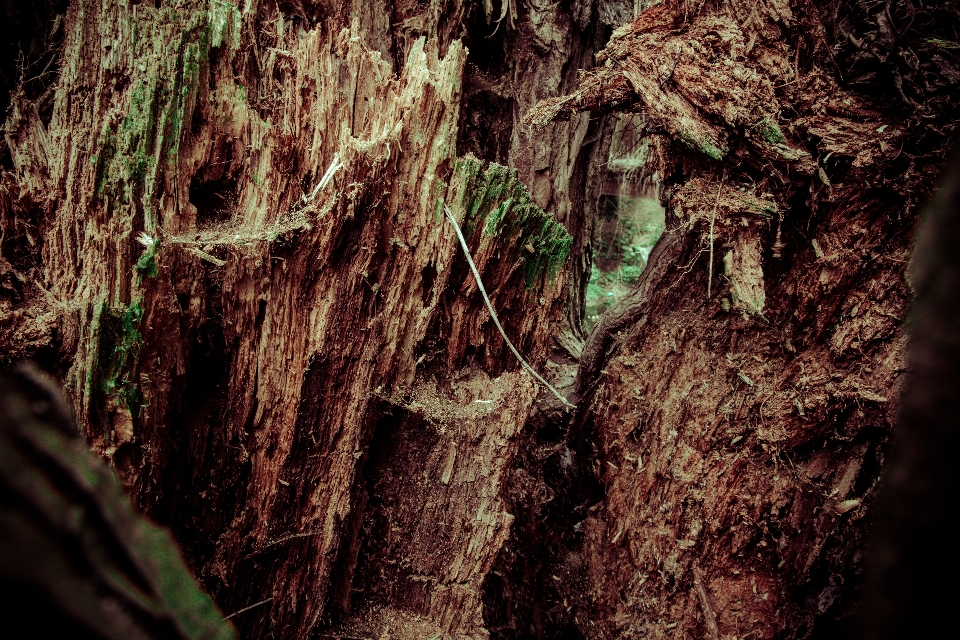 árbol naturaleza bosque desierto
