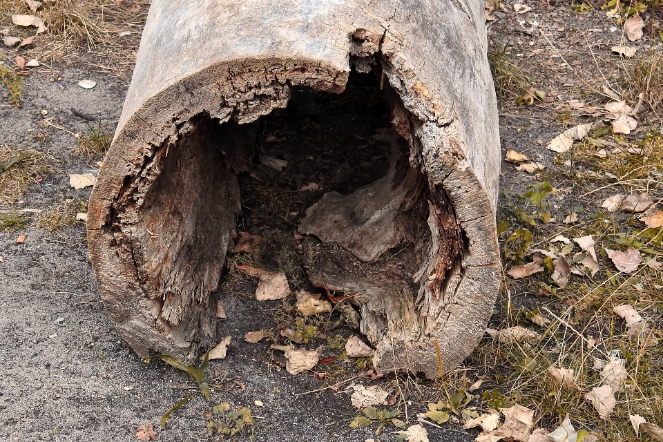 Arbre usine bois feuille