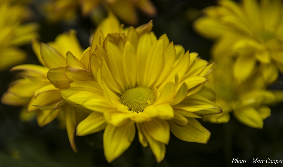 Natur blüte bokeh
 anlage