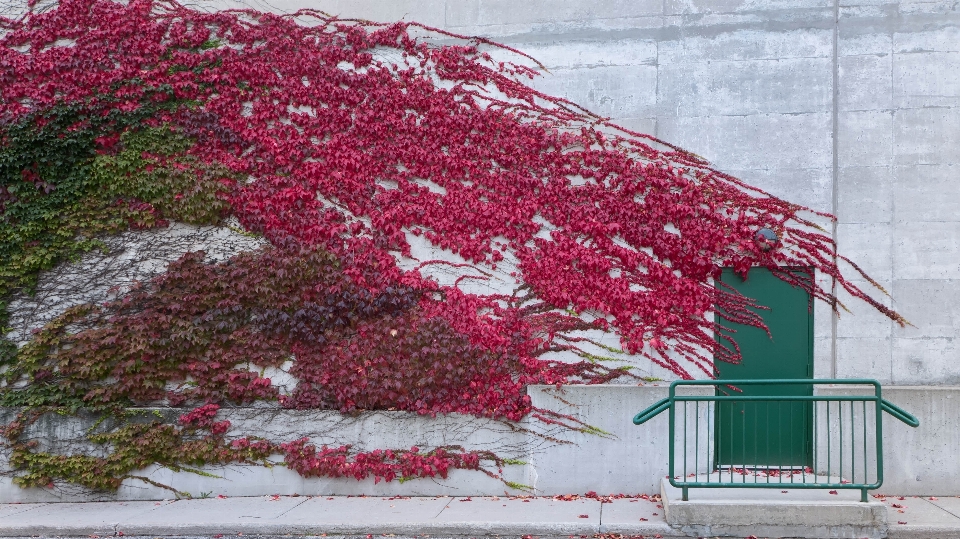 árbol rama florecer planta