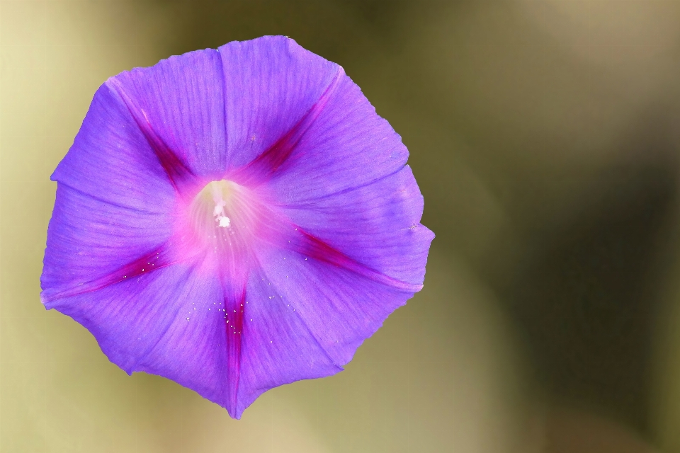 Blossom plant flower purple