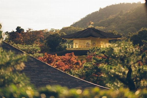 風景 木 自然 山 写真