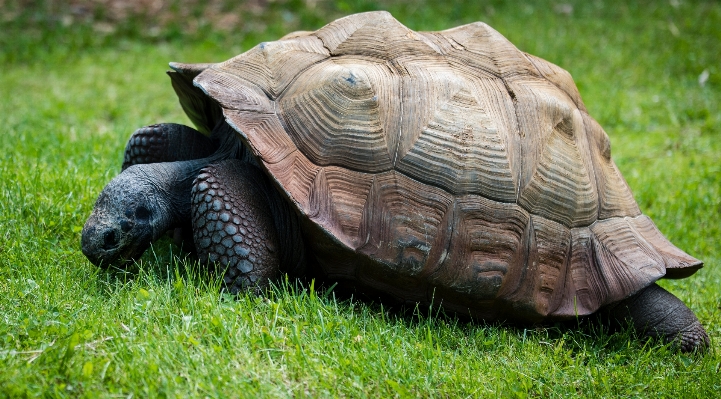 Grass animal wildlife zoo Photo