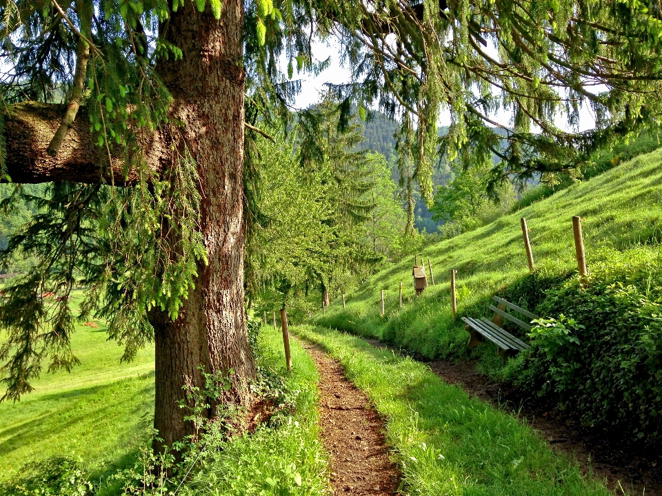 Albero foresta sentiero erba