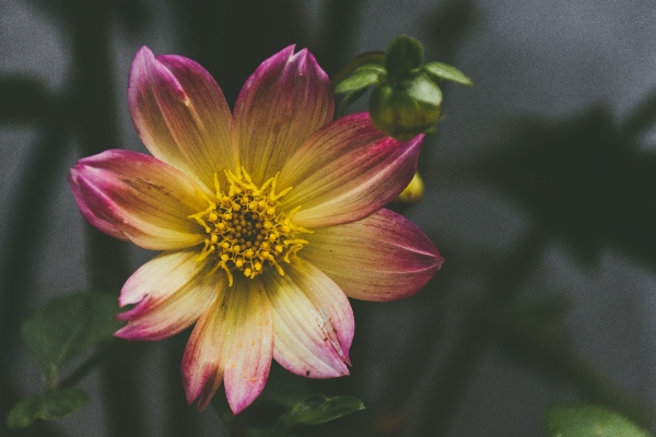 Blossom plant photography stem Photo