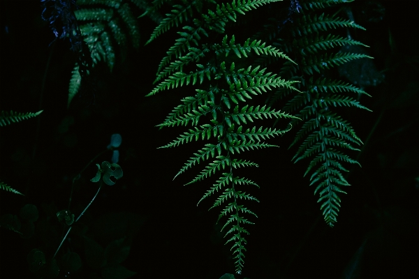 Branch plant leaf flower Photo