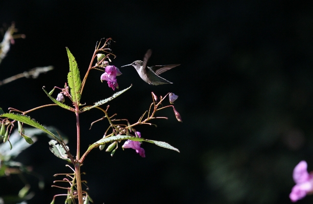 Nature branch blossom bird Photo