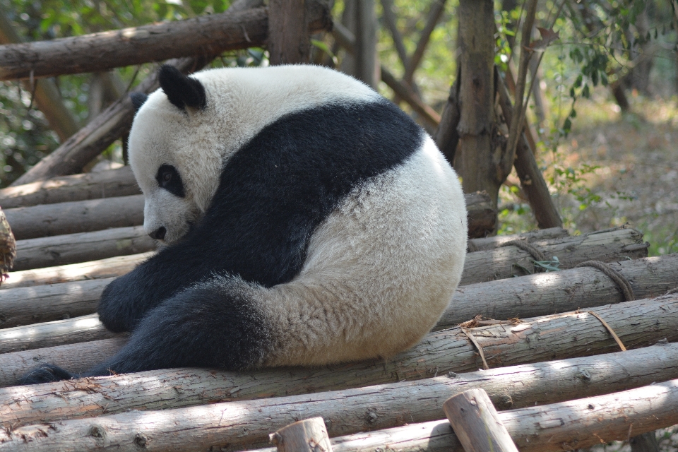 Orso animali selvatici zoo mammifero