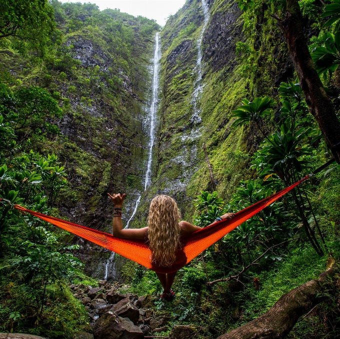 Albero natura foresta cascata