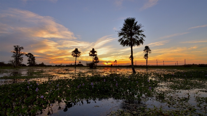 Landscape sea tree nature Photo