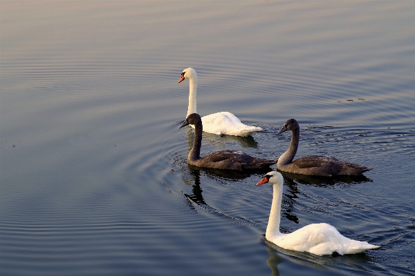 水 鳥 羽 白 写真