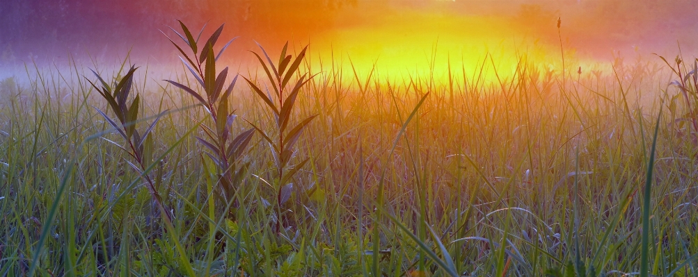 Landscape grass marsh sunrise Photo