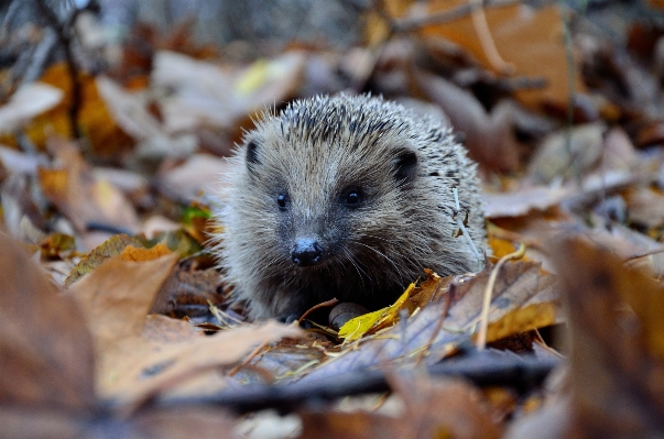 Nature leaf wildlife autumn Photo