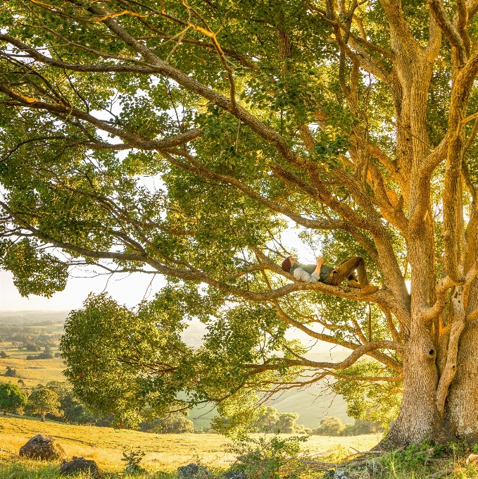 Arbre bifurquer usine bois