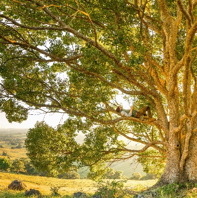 Tree branch plant wood Photo