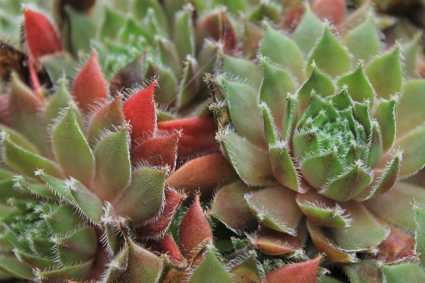 Foto Cacto
 plantar folha flor