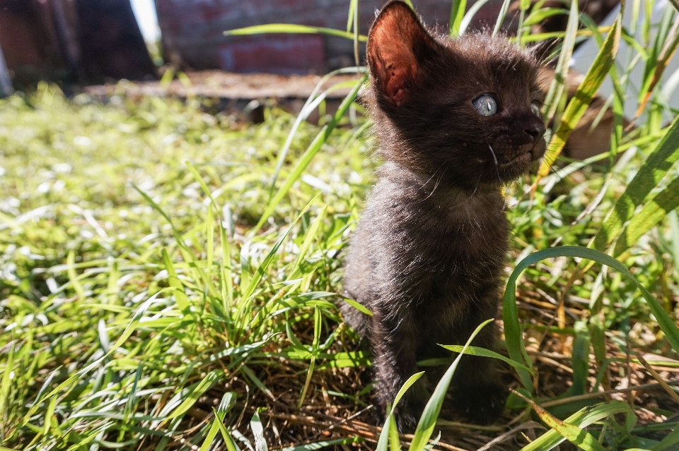 Rumput halaman bunga anak kucing