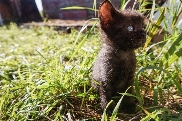 Grass lawn flower kitten Photo