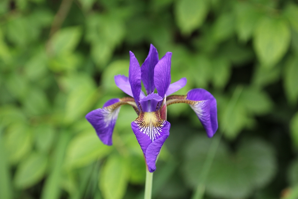 Natur blüte anlage blume