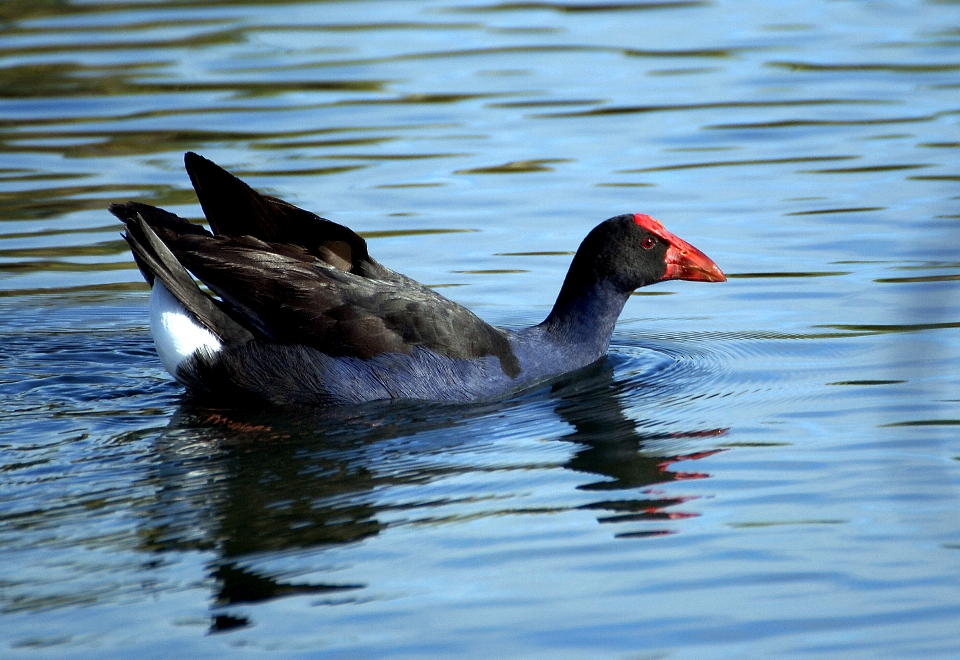 Acqua uccello ala animali selvatici