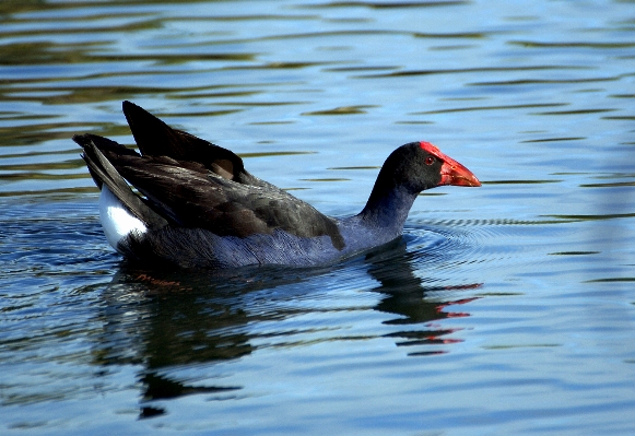 Water bird wing wildlife Photo