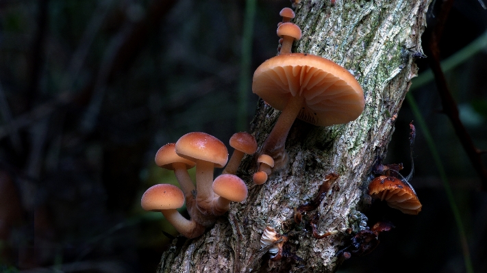 木 自然 森 ブランチ 写真