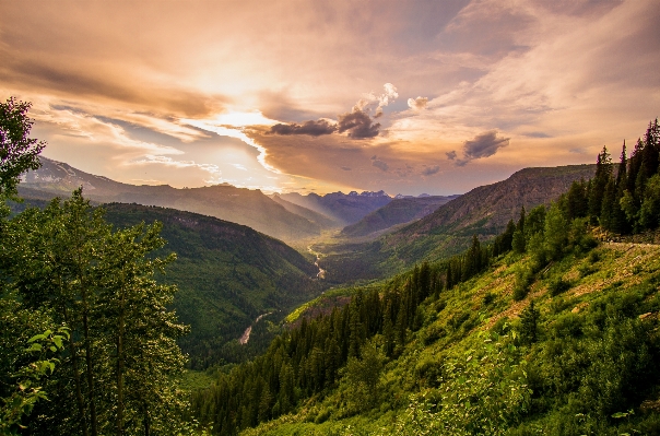 風景 木 自然 森 写真