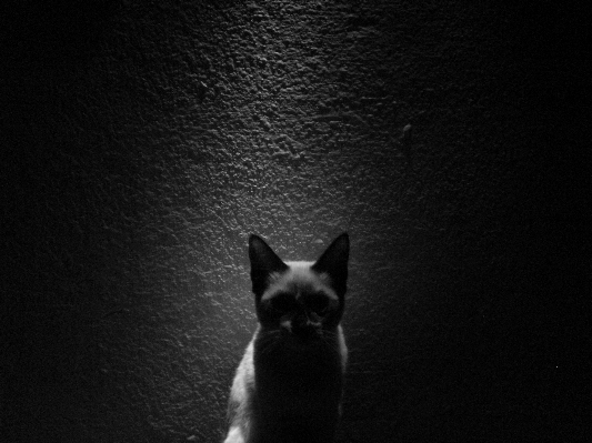 Foto Bianco e nero
 gatto mammifero