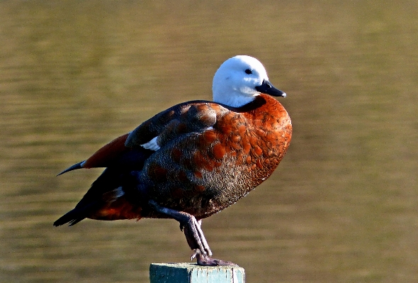 Bird wing pond wildlife Photo