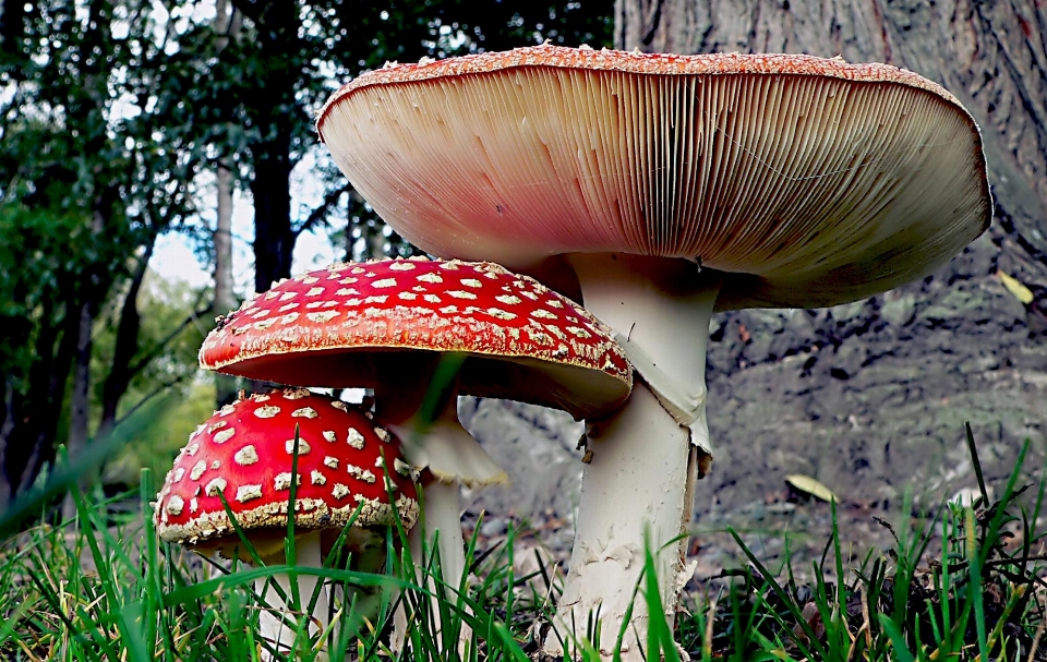 Natura foglia fiore autunno