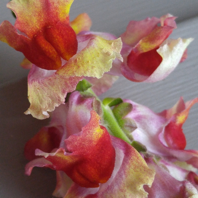 Plant flower petal red