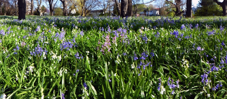 Grass plant field meadow Photo