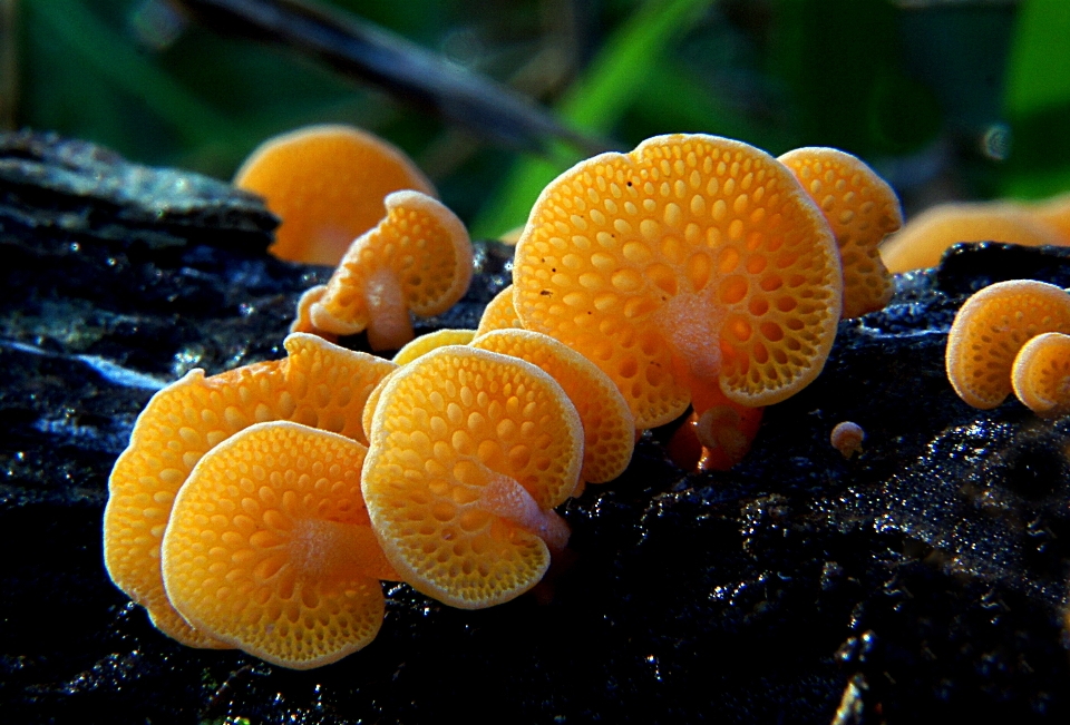 オレンジ 生産 生物学 黄色