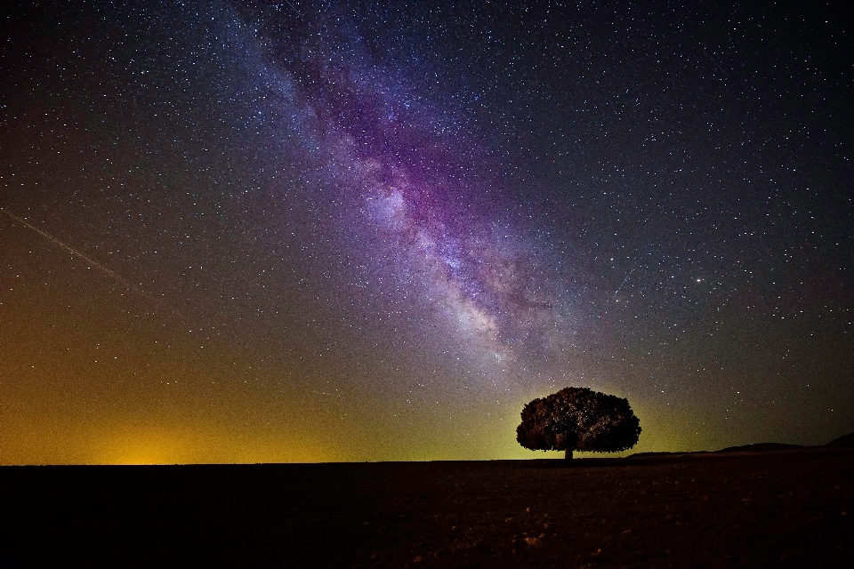 Baum himmel nacht stern