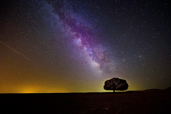 Ağaç gökyüzü gece yıldız Fotoğraf